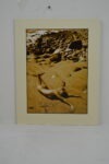 Sea Breeze 11"H x 14"L Matted Print
