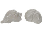 Conch Shell Ceramic Salt and Pepper Shakers