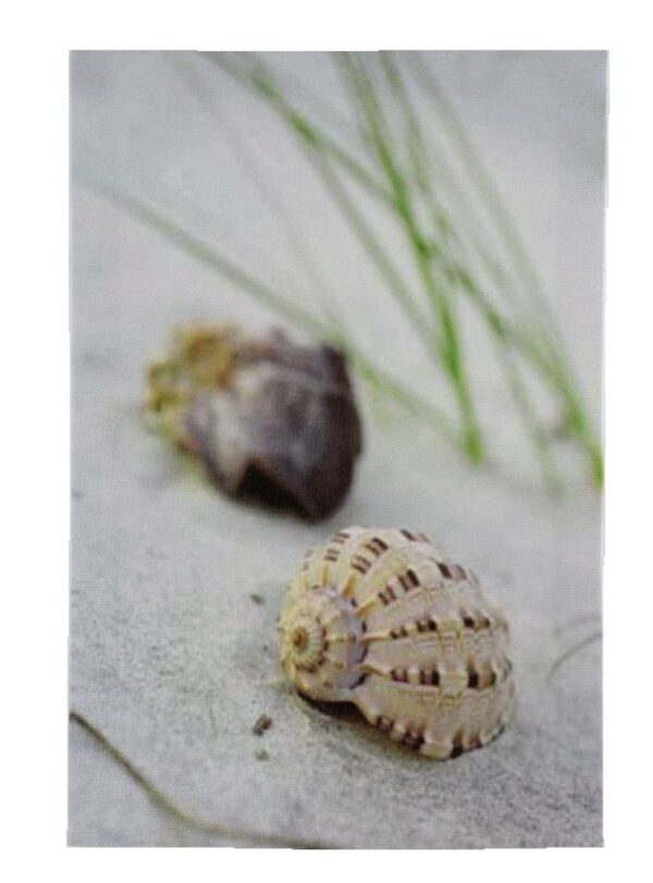 11.75" Seashell Nautilus Stretched Canvas Print - Hanging Wall Decor