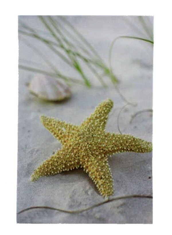 11 3/4" Seashell Starfish Canvas Print - Hanging Wall Decor