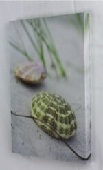 11 3/4" Seashell Urchin Canvas Print - Hanging Wall Decor - Image 2