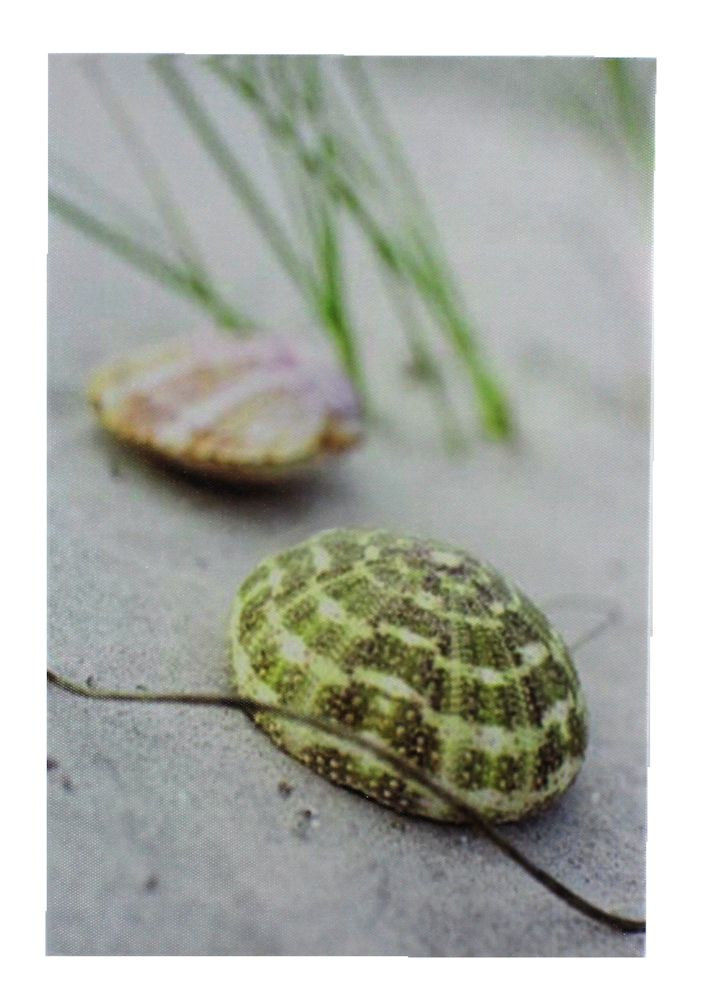 GC007-seashell-urchin-print-canvas-wall-art 11 3/4" Seashell Urchin Canvas Print - Hanging Wall Decor - Image 1