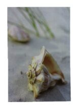 11 3/4" Seashell Conch Canvas Print - Hanging Wall Decor