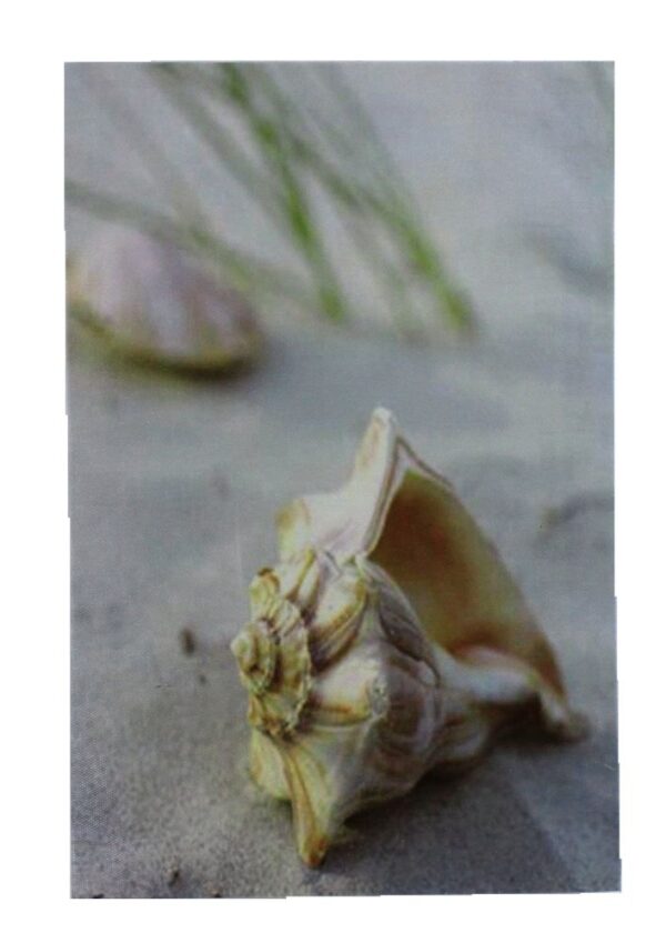 11 3/4" Seashell Conch Canvas Print - Hanging Wall Decor