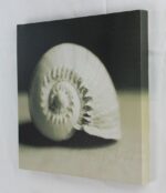 12" Black and White Nautilus Seashell Canvas - Image 2