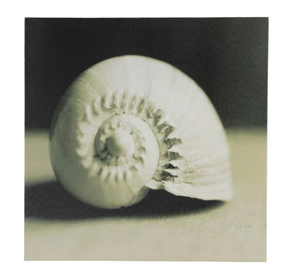 12" Black and White Nautilus Seashell Canvas