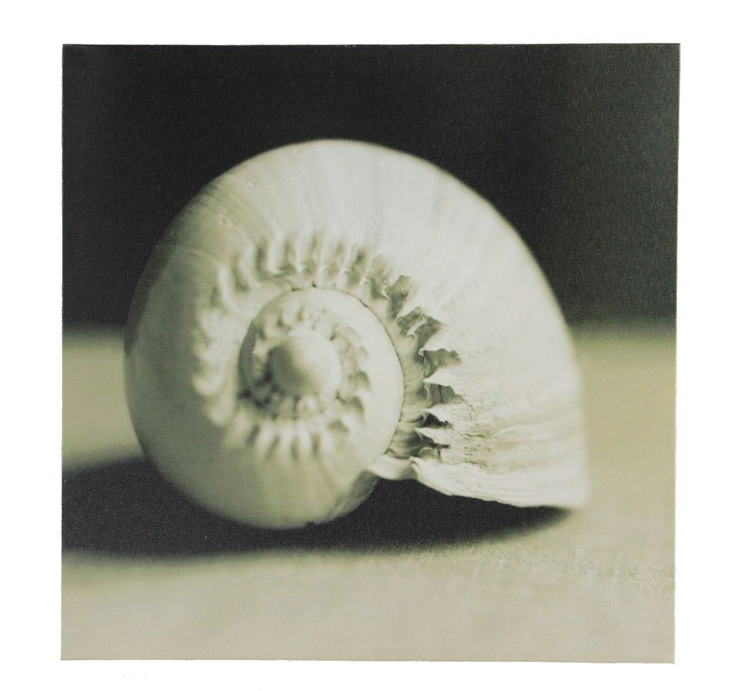GC009-black-and-white-nautilus-seashell-canvas-wall-art 12" Black and White Nautilus Seashell Canvas - Image 1