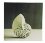 12" Black and White Seashell Canvas