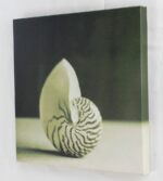12" Black and White Seashell Canvas - Image 2