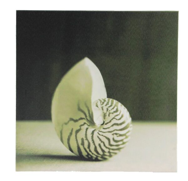 12" Black and White Seashell Canvas