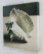 12" Black and White Conch Seashell Canvas - Image 2