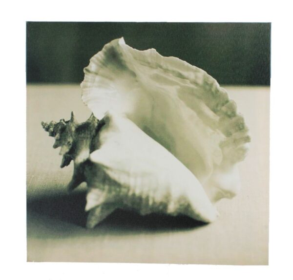 12" Black and White Conch Seashell Canvas