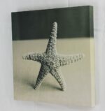 12" Black and White Starfish Seashell Canvas - Image 2