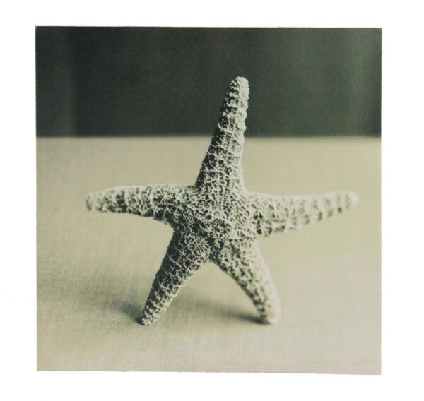 12" Black and White Starfish Seashell Canvas