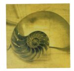 16" Sepia Nautilus Shell Stretched Canvas Print - Hanging Wall Decor