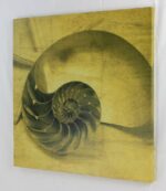16" Sepia Nautilus Shell Stretched Canvas Print - Hanging Wall Decor - Image 2