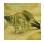 16" Sepia Conch Shell Stretched Canvas Print - Hanging Wall Decor