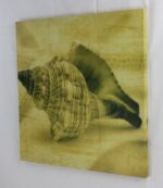 16" Sepia Conch Shell Stretched Canvas Print - Hanging Wall Decor - Image 2