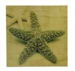 16" Sepia Starfish Stretched Canvas Print - Hanging Wall Decor