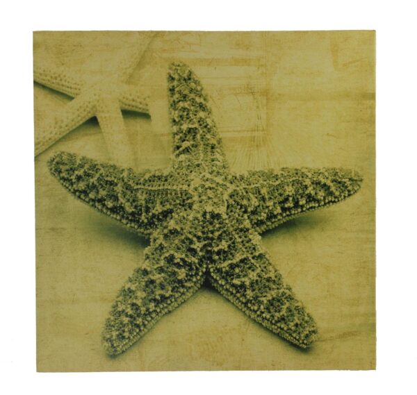 16" Sepia Starfish Stretched Canvas Print - Hanging Wall Decor