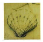 16" Sepia Scallop Shell Stretched Canvas Print - Hanging Wall Decor