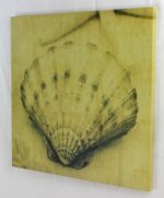 16" Sepia Scallop Shell Stretched Canvas Print - Hanging Wall Decor - Image 2
