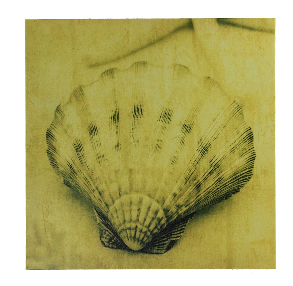 GC020-sepia-scallop-shell-stretched-canvas-print 16" Sepia Scallop Shell Stretched Canvas Print - Hanging Wall Decor - Image 1