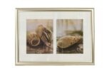 21.5" Seashell Duo Framed and Matted Print - Hanging Wall Art