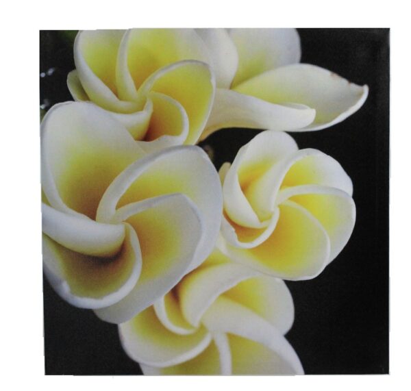 9.5" Plumeria Flower Closed Stretched Canvas - Hanging Wall Art