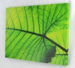 15.75" Palm Fan Stretched Canvas Print - Hanging Wall Art Decor - Image 2
