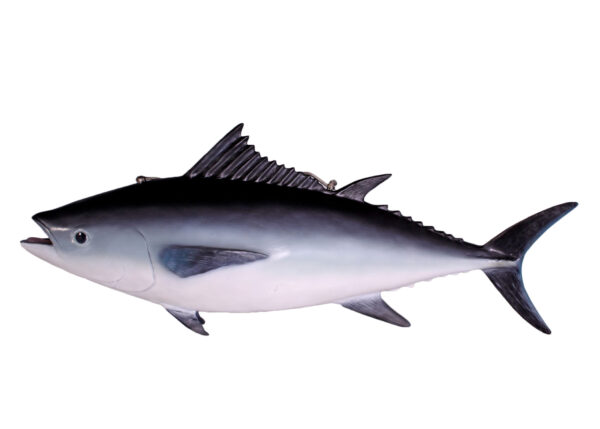 Tuna Fish (Small)