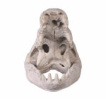 Crocodile Skull Large Replica Sculpture - Image 2