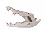 Crocodile Skull Large Replica Sculpture - Image 3