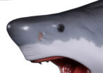 X Large Great White Shark's Head 30"L Wall Mount Figure - Image 6