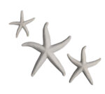 Starfish Trio Small Medium Large Roman Stone