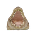 Nautical Tropical Imports Crocodile Head Large Trophy Wall Sculpture Decor - Image 3