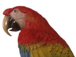 Scarlet Macaw Wall Sculpture - Image 3