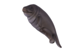 Manatee Wall Decor Natural - Image 3