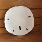 Set of 3 Large WHITE Urchin Sand Dollar Wall Hanging Sculptures - Image 3