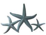 Nautical Tropical Starfish Trio Small Medium Large Wall Decor (Shipwreck)