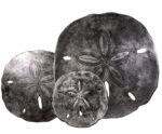 Set of 3 Large ANTIQUE SILVER Urchin Sand Dollar Wall Hanging Sculptures - Image 3