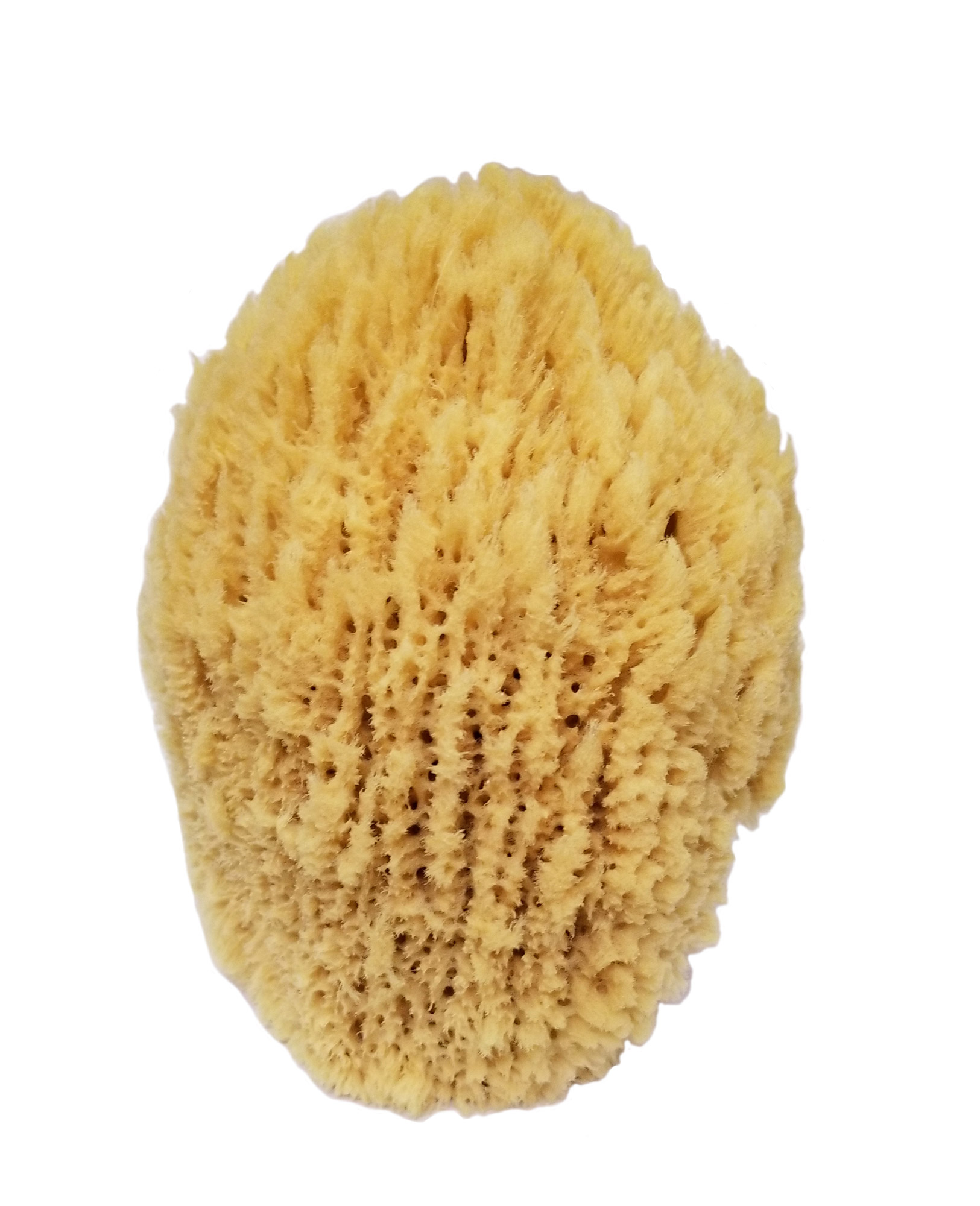 SD903 Small Natural Glove Sponge - Image 1