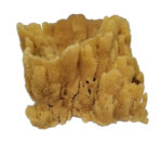 Jumbo Natural Vase Sponge