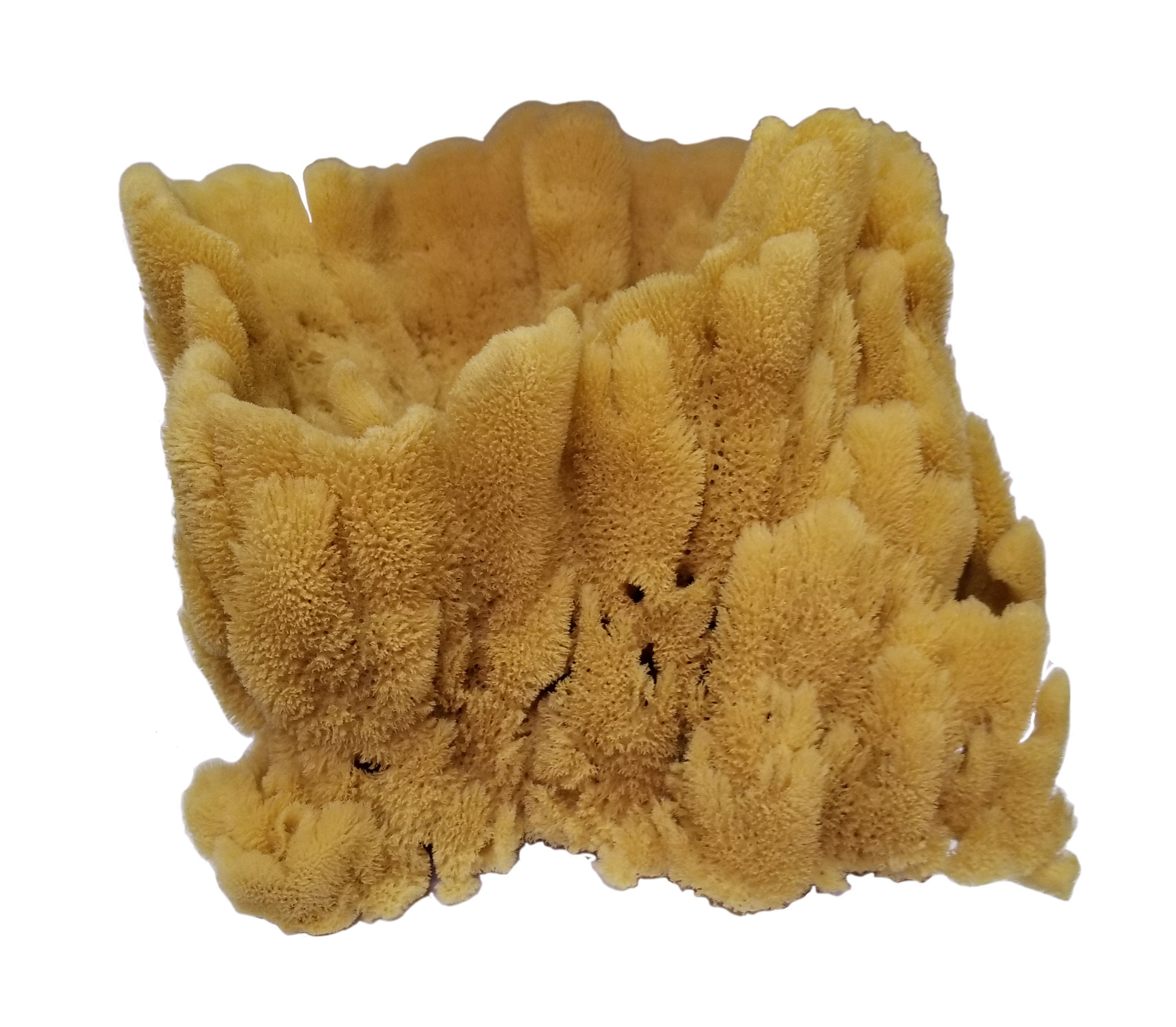 SD910-1 Jumbo Natural Vase Sponge - Image 1