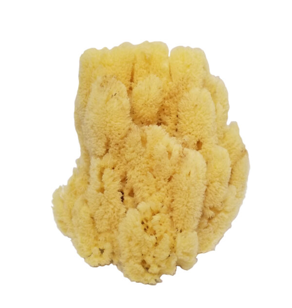 Curio Mix Medium Natural Sponge