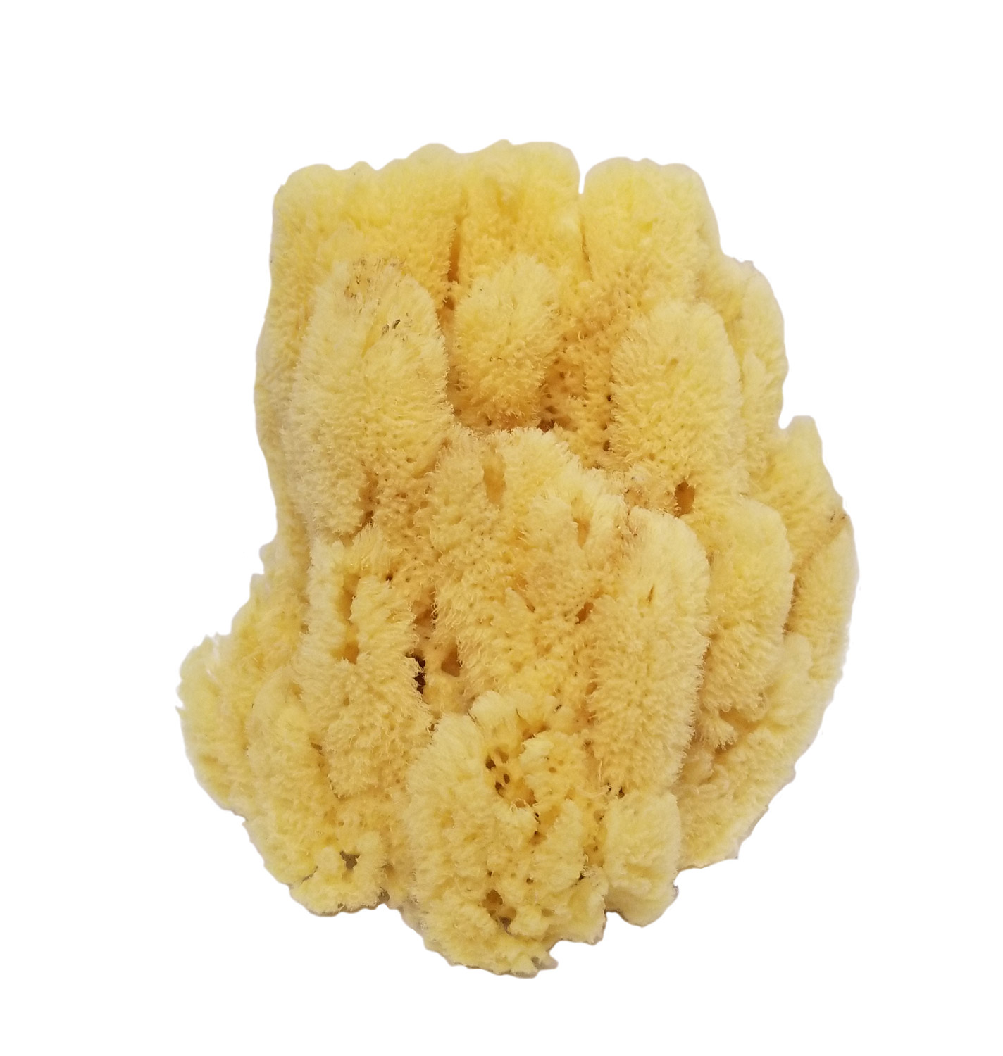 SD914-1 Curio Mix Medium Natural Sponge - Image 1