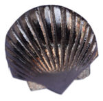 Scallop Iron Drawer Nickel Finish