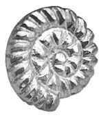 Spiral Seashell Cabinet Knob Iron Nickel Finish