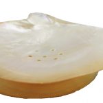 4.5"L Clam Shell Soap Dish